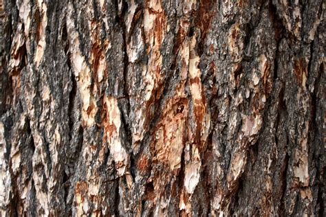 Bark .